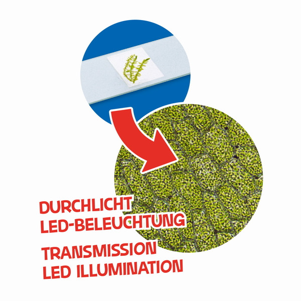 Мікроскоп Bresser Junior 40x-640x Blue 