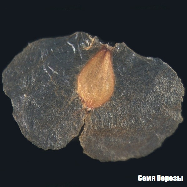 Мікроскоп Bresser Biolux ICD Stereo 20x 