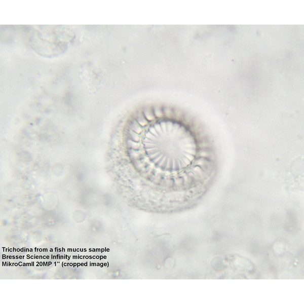 Микроскоп Bresser Science Infinity 40x-1000x  