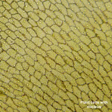 Микроскоп Bresser Biolux LCD Touch 30x-1200x (5201020)  