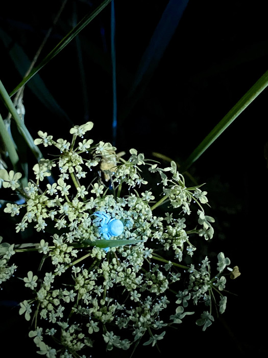 Фонарь Wurkkos WK30 Rechargeable LH351D/ Red Light/ UV Light , черный  