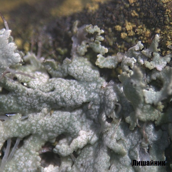 Микроскоп Bresser Biolux ICD Stereo 20x  