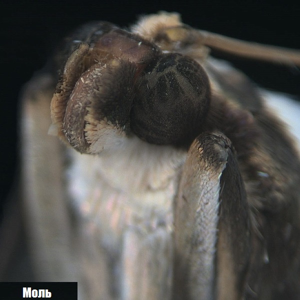 Микроскоп Bresser Biolux ICD Stereo 20x  